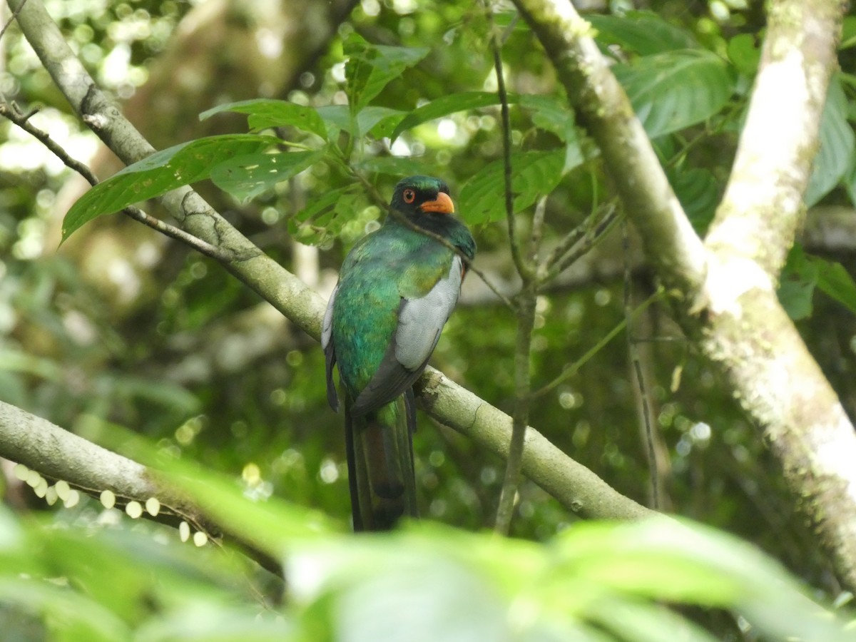 oransjenebbtrogon - ML624109189