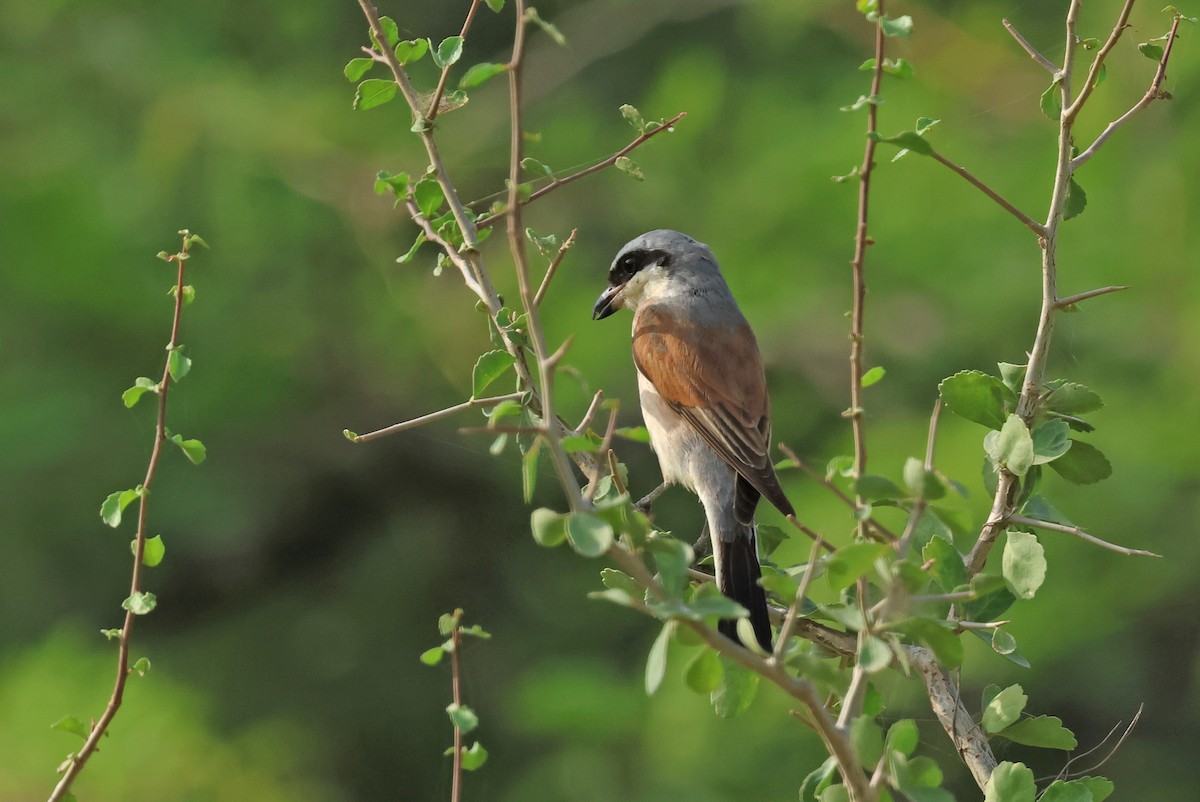 Red-backed Shrike - PANKAJ GUPTA