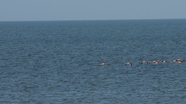 rosenflamingo - ML624109245