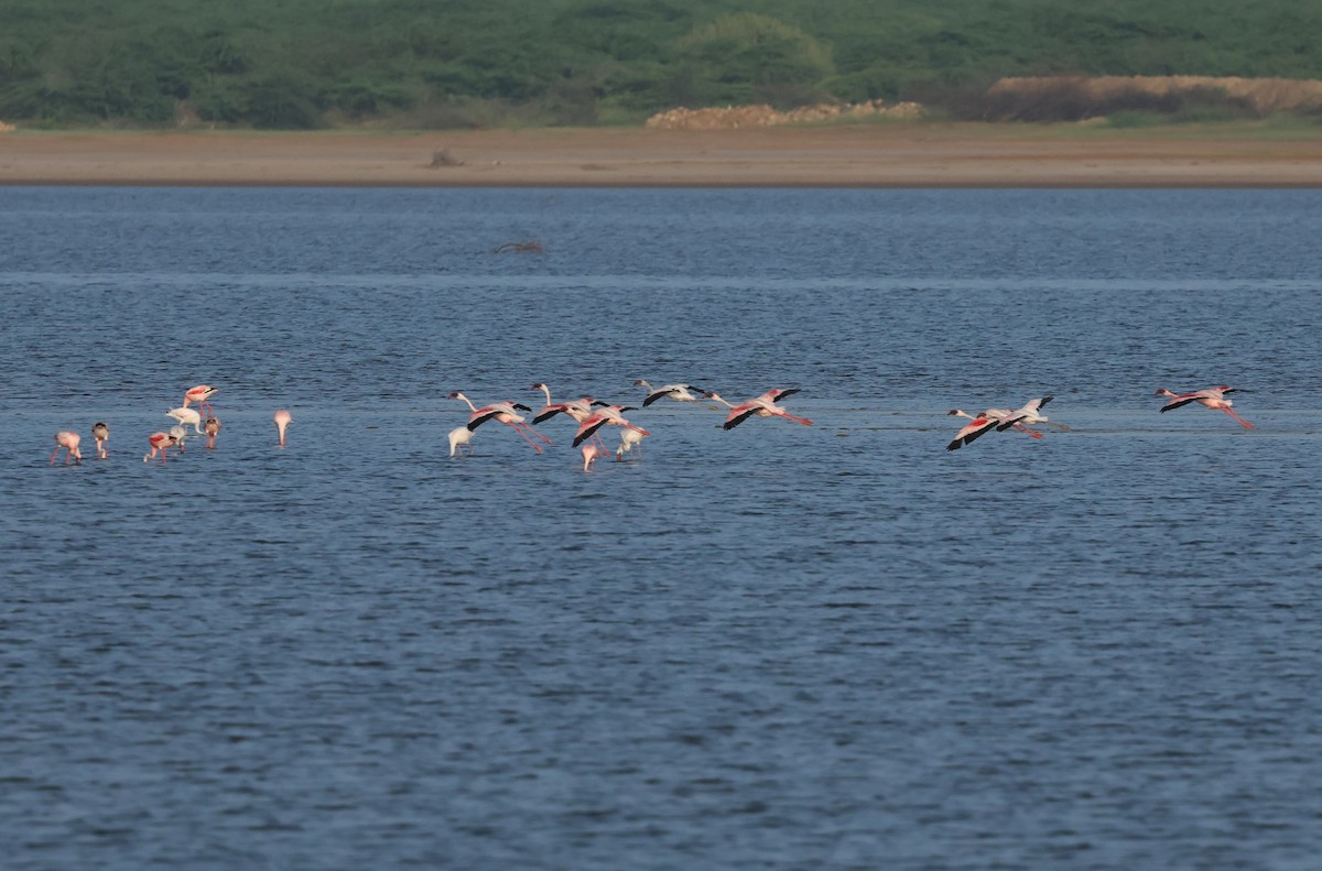 Lesser Flamingo - PANKAJ GUPTA