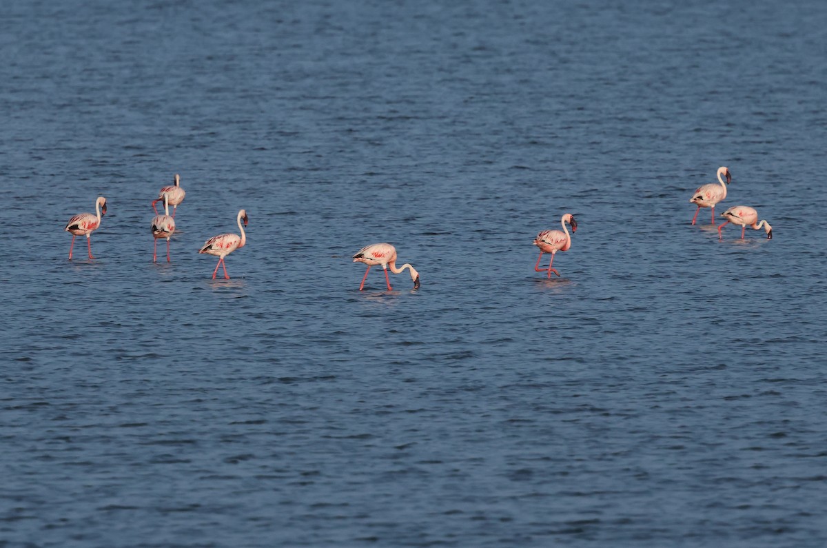 Lesser Flamingo - ML624109260