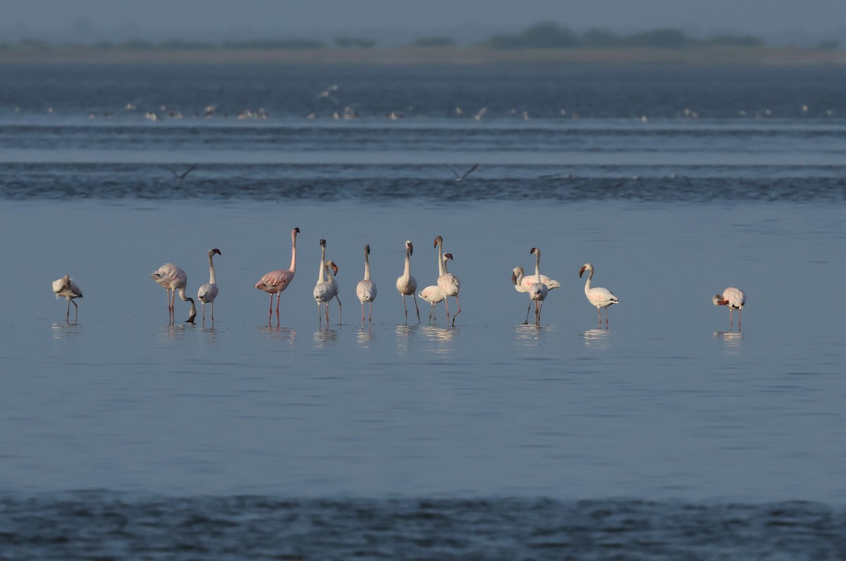 Lesser Flamingo - ML624109261