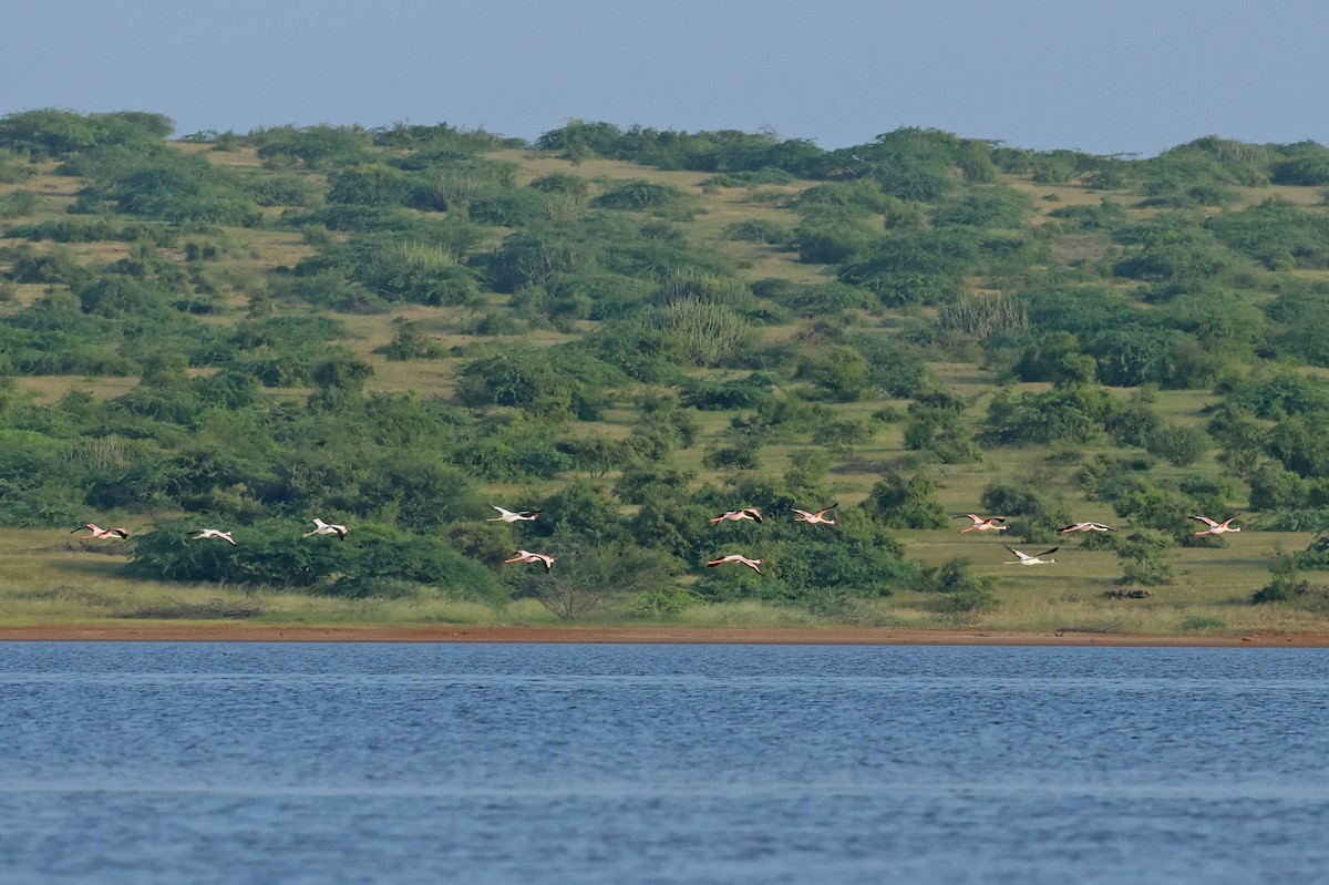 Lesser Flamingo - ML624109262