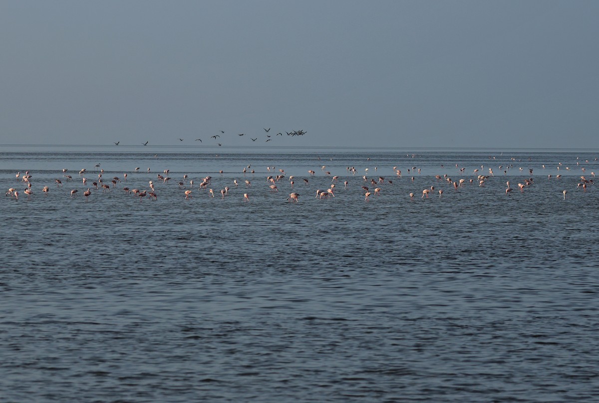 Lesser Flamingo - ML624109263