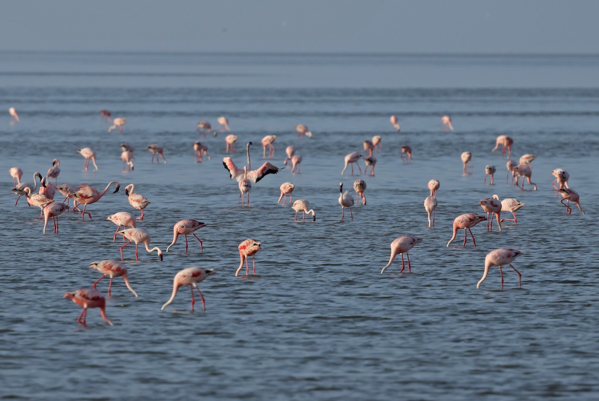 Lesser Flamingo - ML624109264