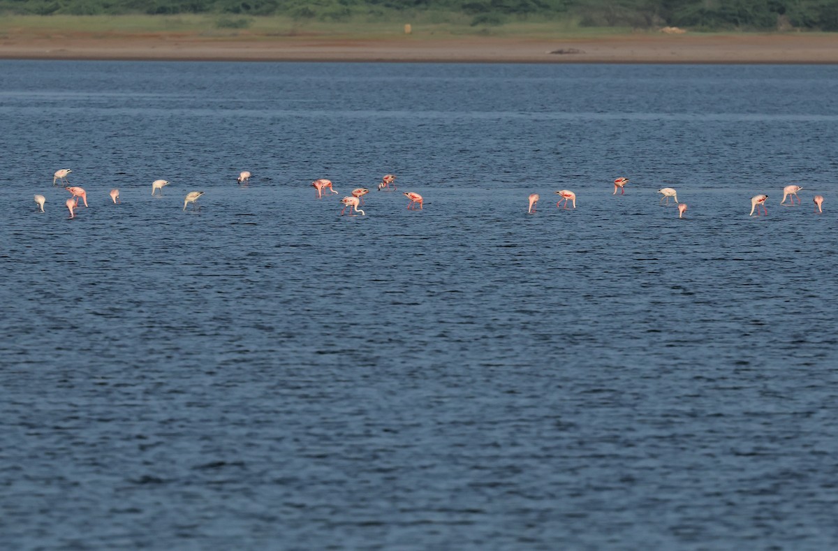 Lesser Flamingo - ML624109265