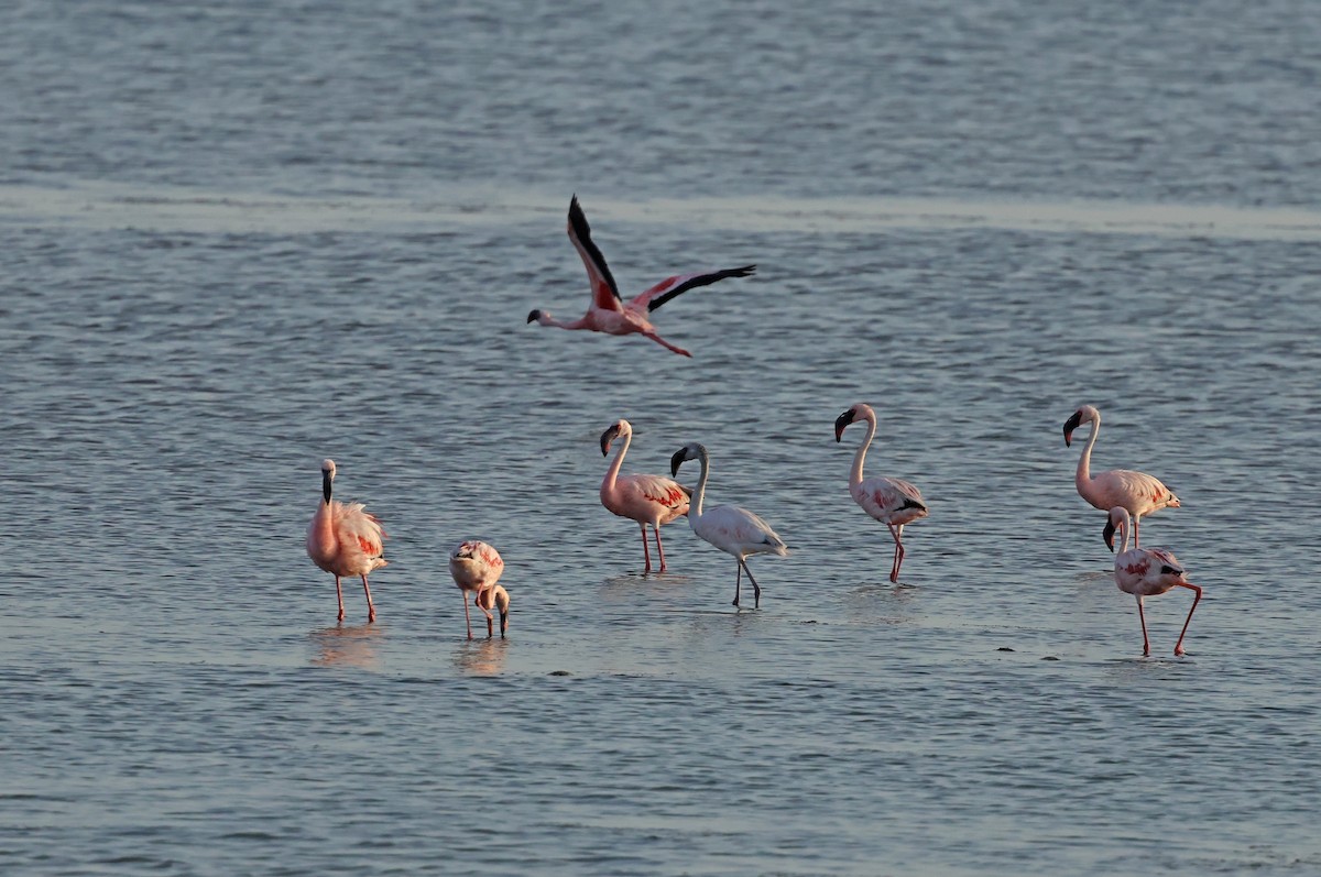 Lesser Flamingo - ML624109266