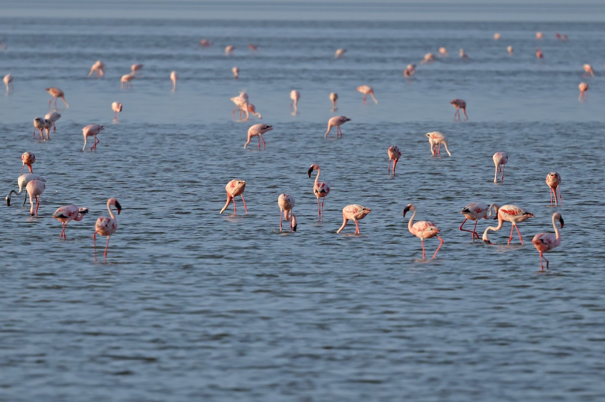 Lesser Flamingo - ML624109267