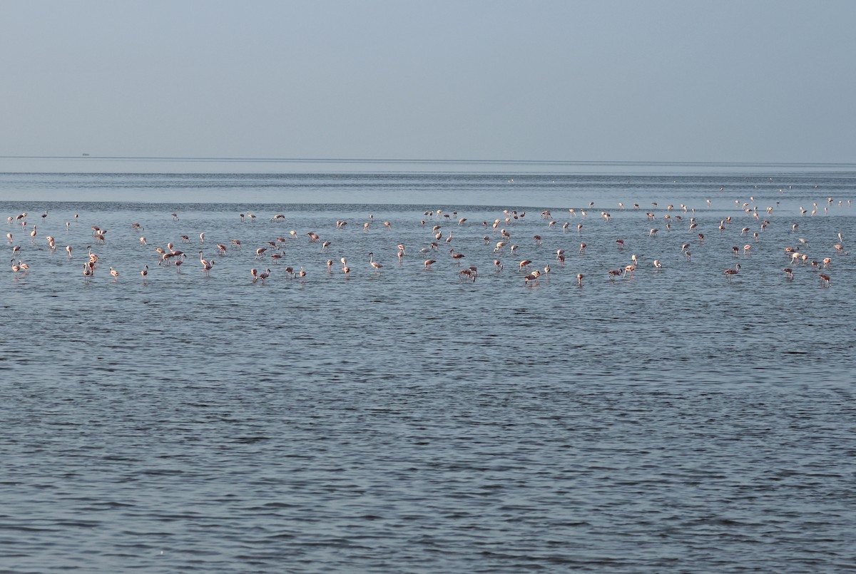 Lesser Flamingo - ML624109268