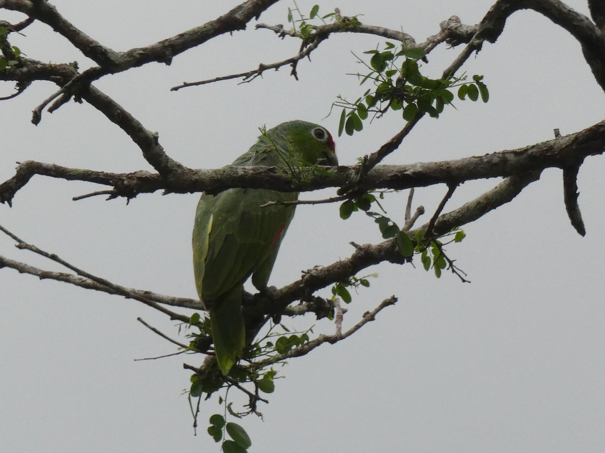 Red-lored Parrot - ML624109274