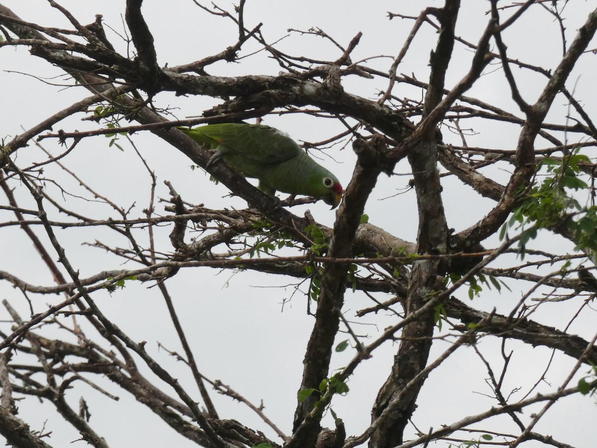 Red-lored Parrot - ML624109275