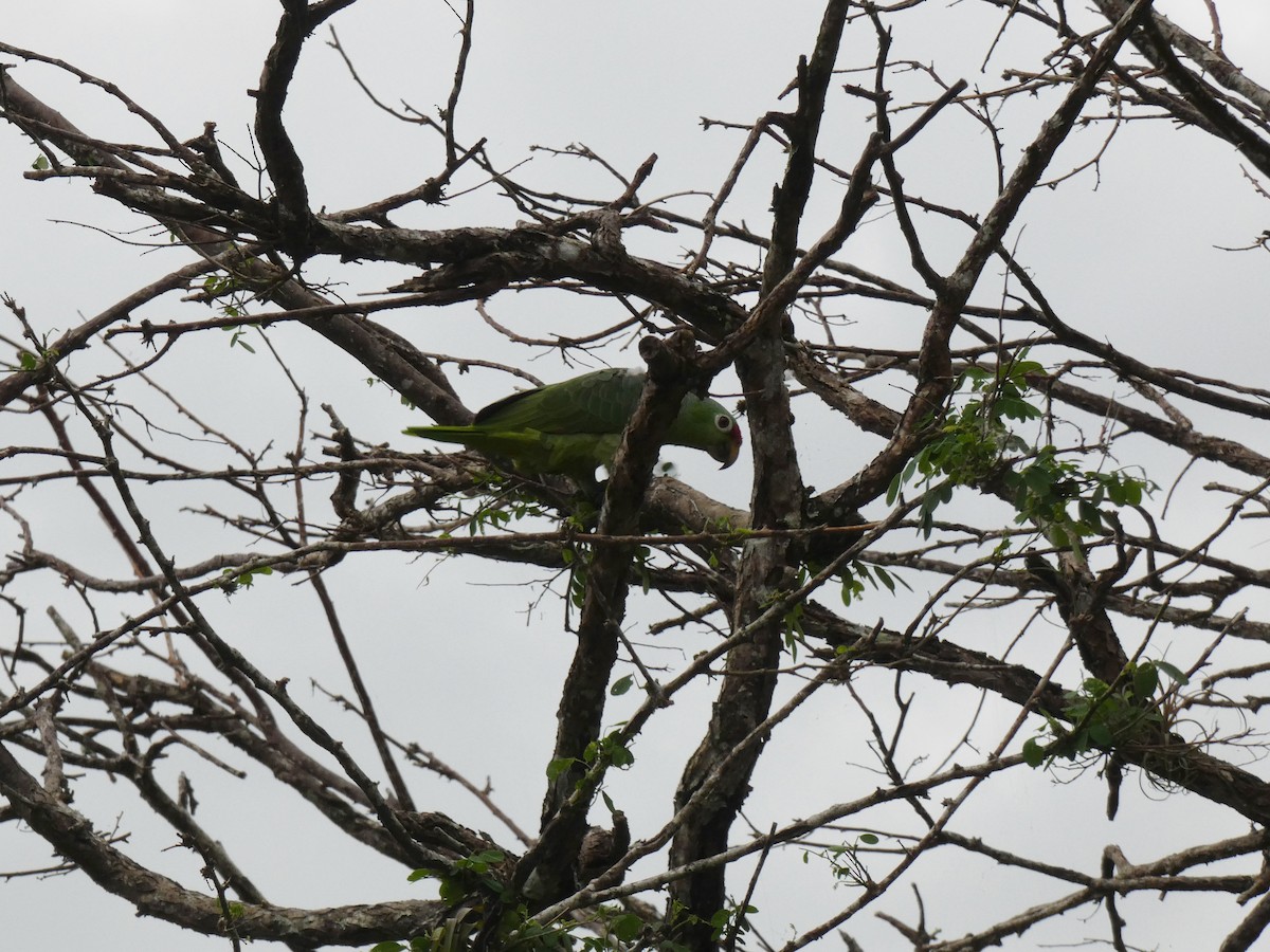 Red-lored Parrot - ML624109276