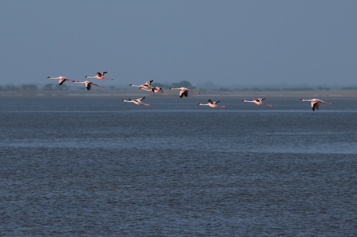 Lesser Flamingo - ML624109279