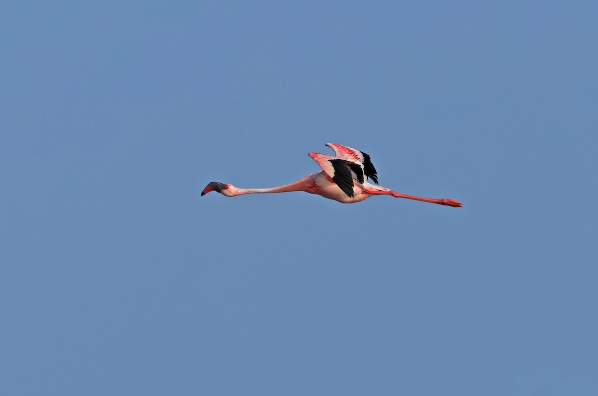 Lesser Flamingo - PANKAJ GUPTA