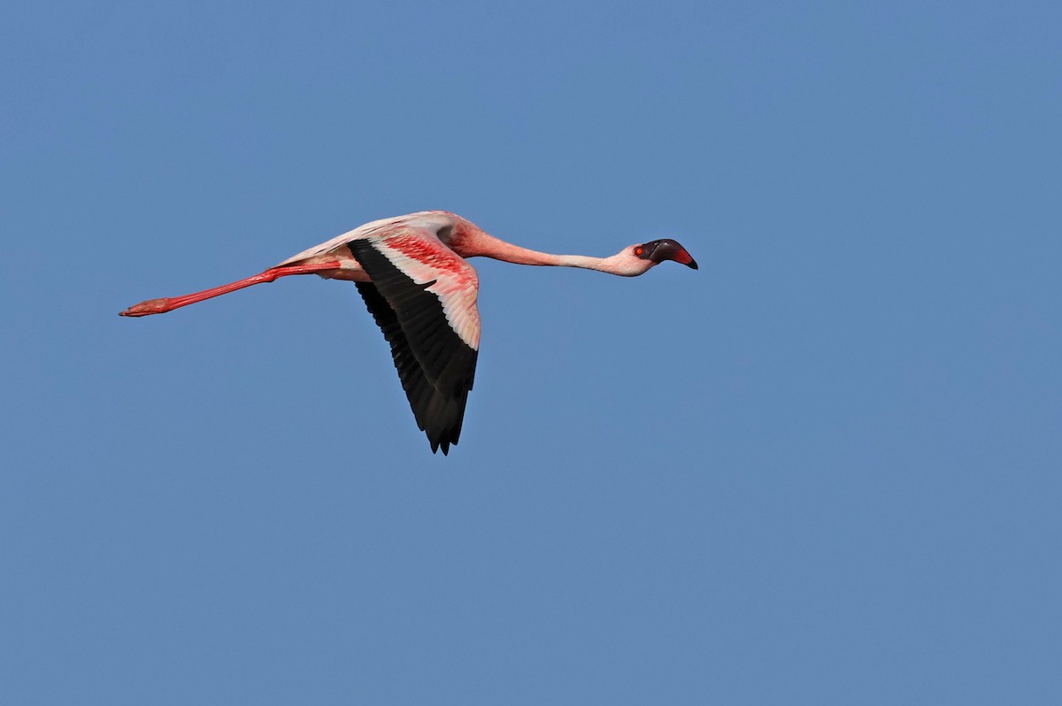 Lesser Flamingo - ML624109282