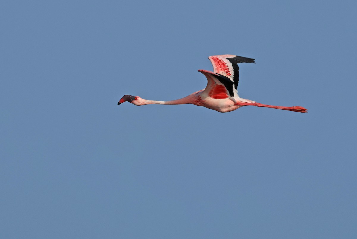 Lesser Flamingo - ML624109283