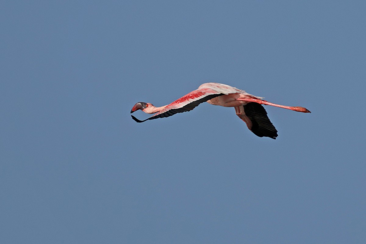 Lesser Flamingo - ML624109284