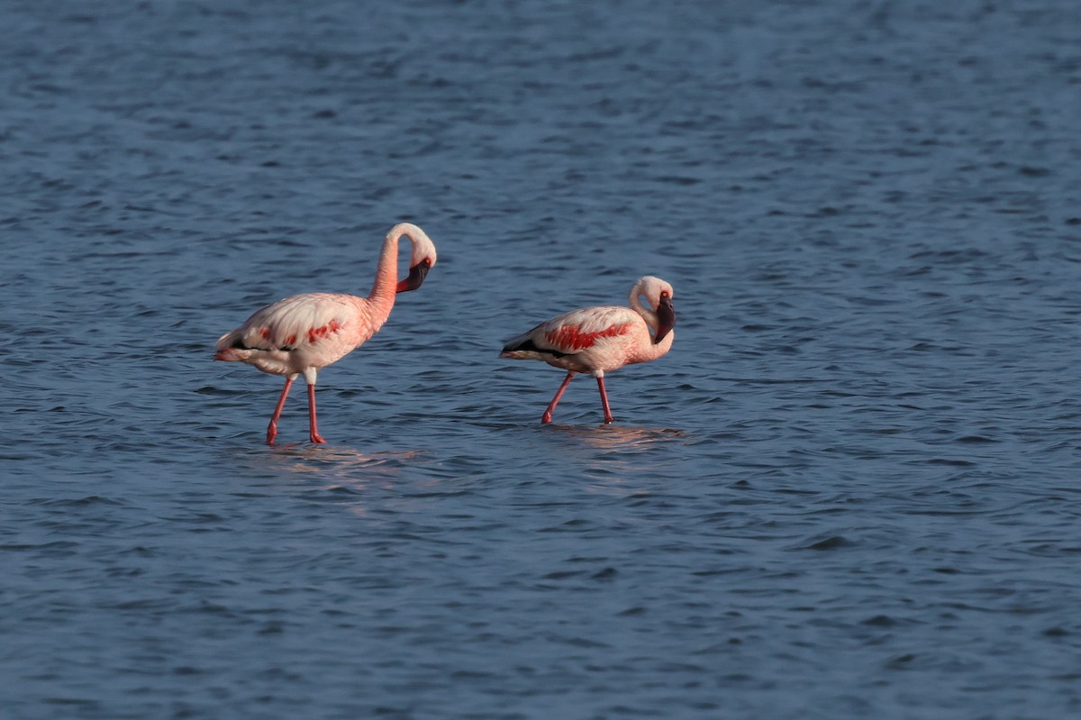 Lesser Flamingo - ML624109285