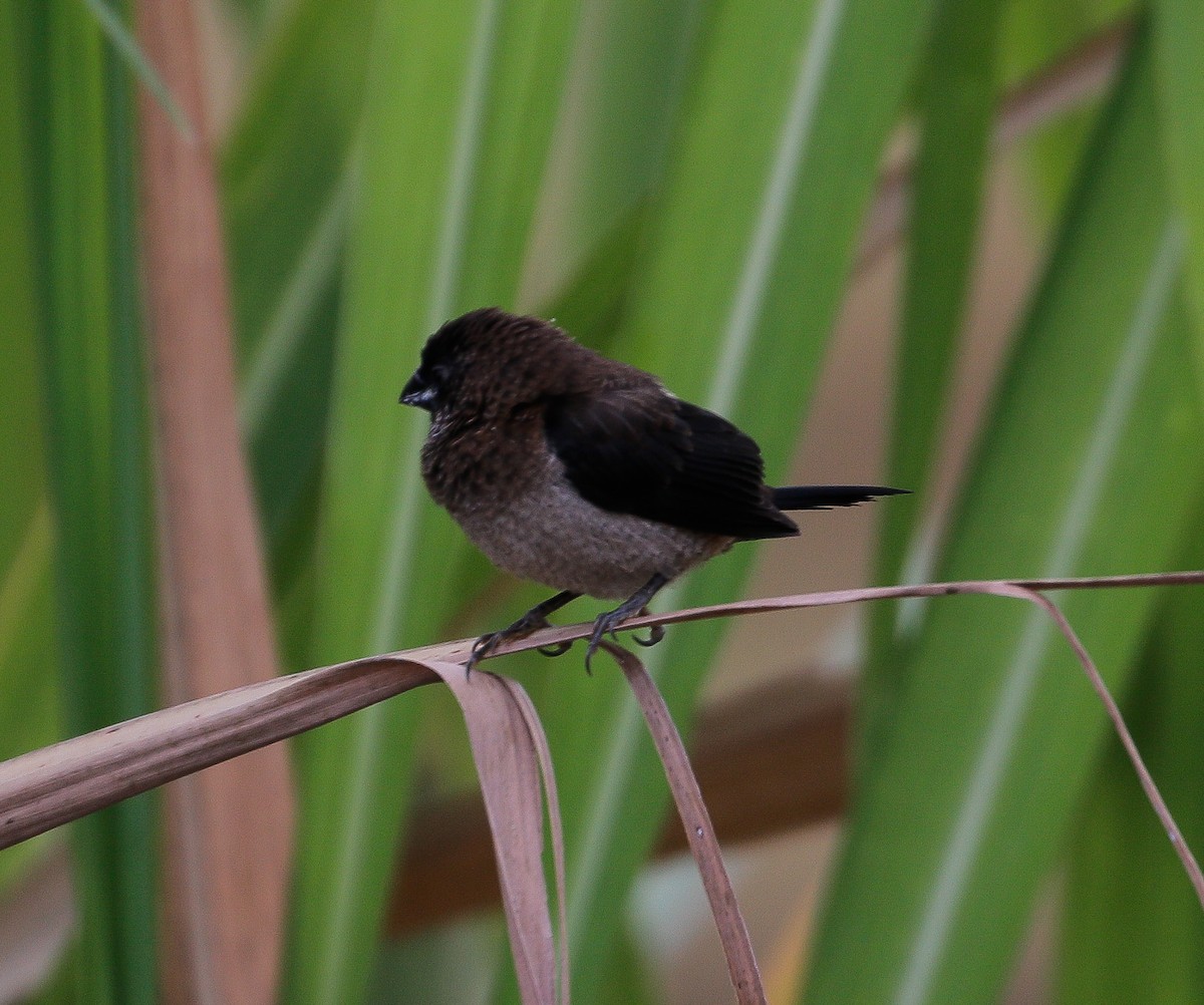 White-rumped Munia - ML624109288