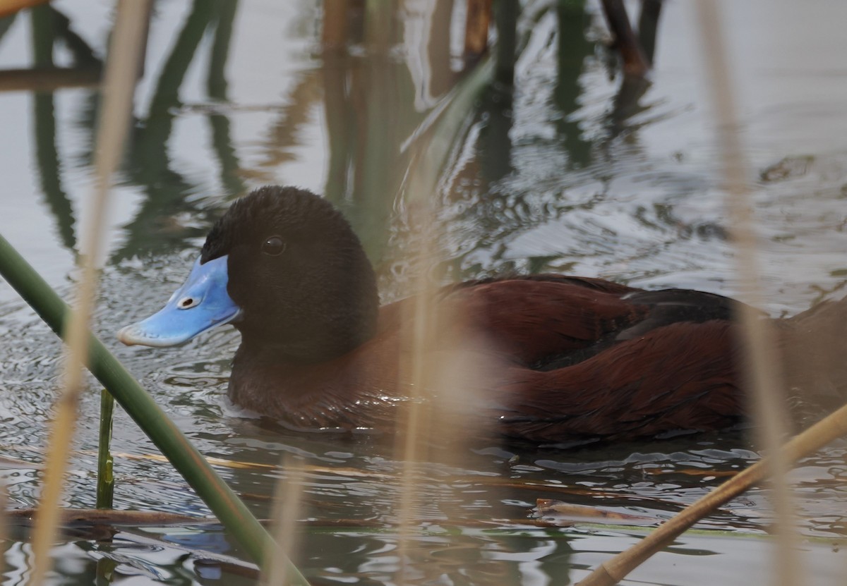 Blue-billed Duck - ML624109301