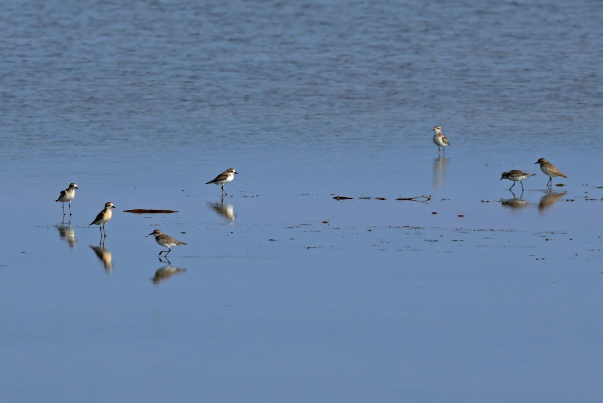 Tibetan Sand-Plover - PANKAJ GUPTA