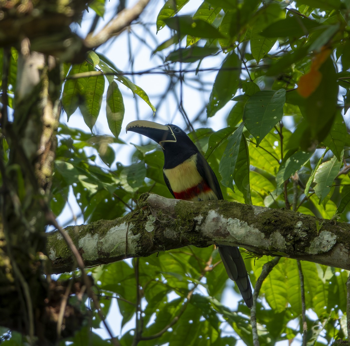 Black-necked Aracari - ML624109423