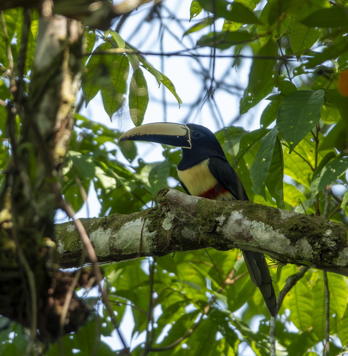 Black-necked Aracari - ML624109424