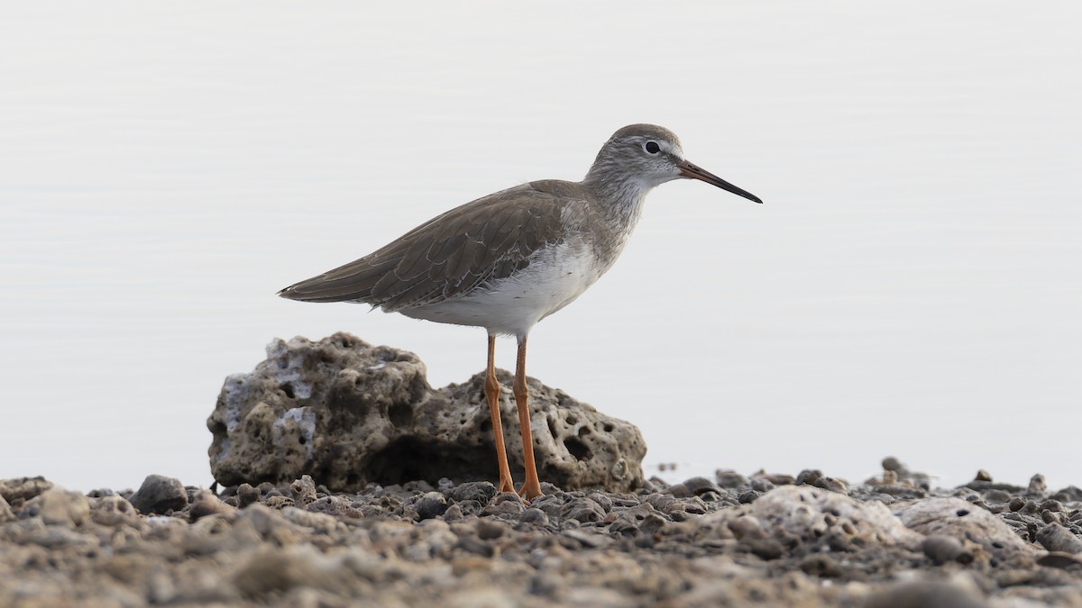 Common Redshank - ML624109452