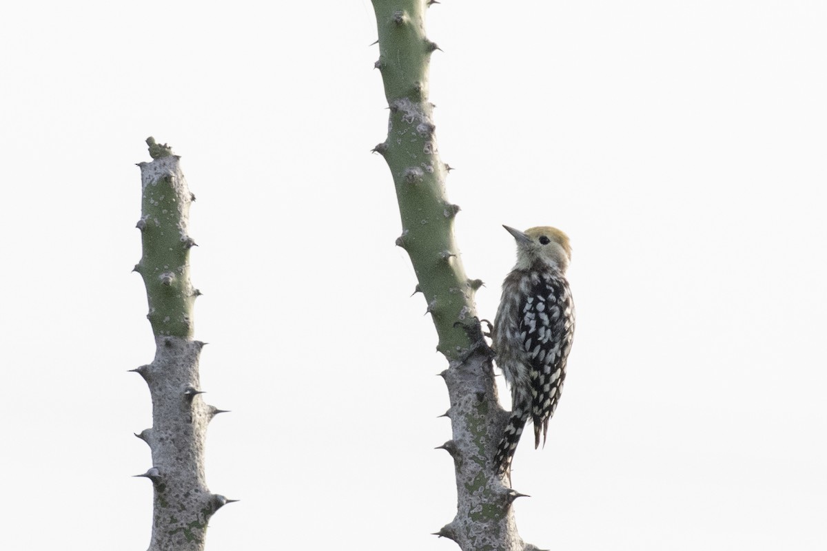 Yellow-crowned Woodpecker - ML624109459