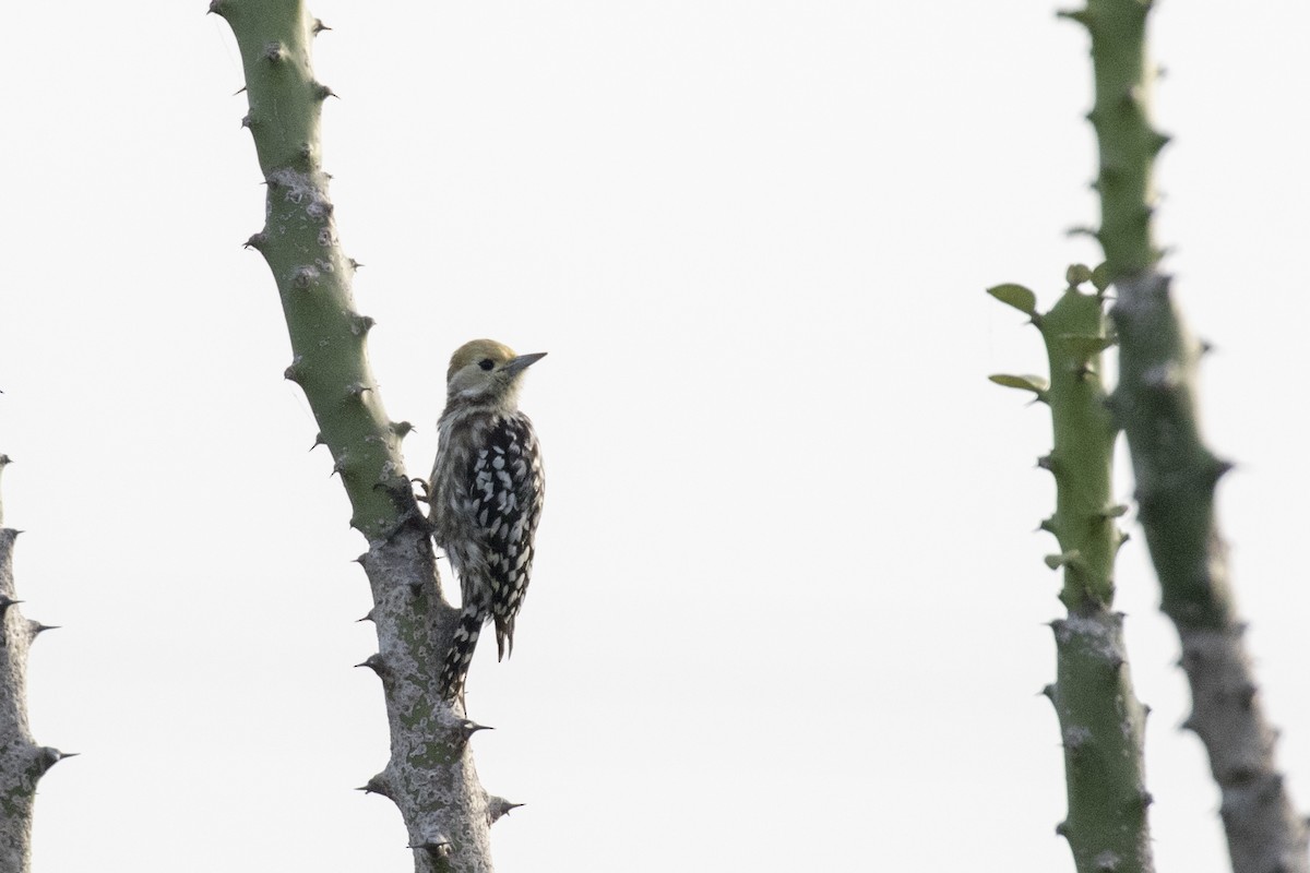 Yellow-crowned Woodpecker - ML624109461