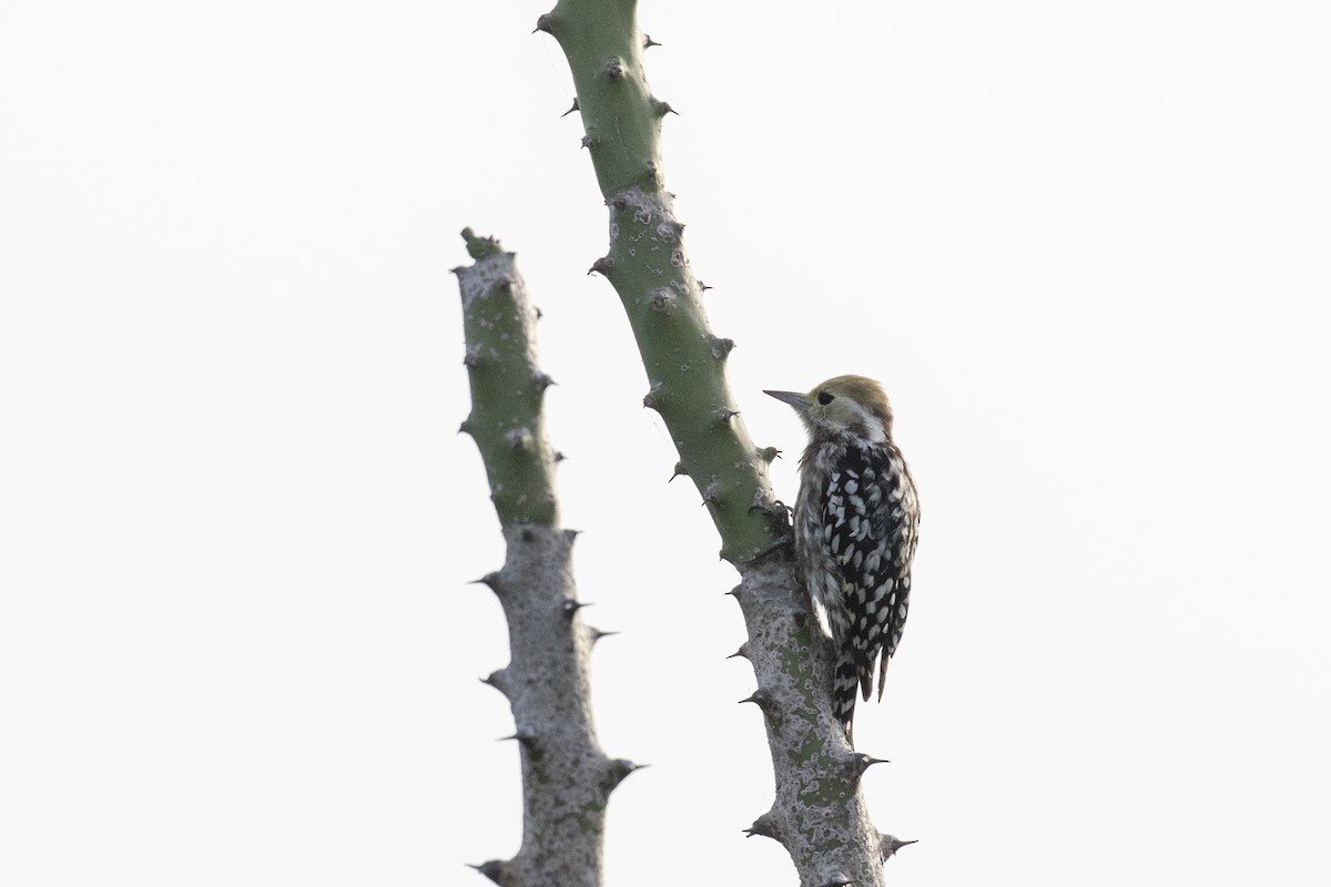 Yellow-crowned Woodpecker - Ramesh Shenai