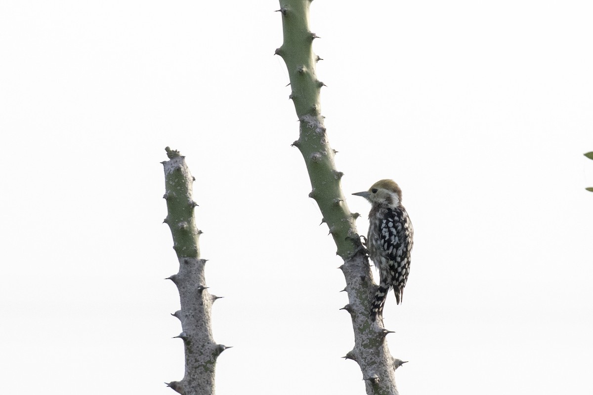 Yellow-crowned Woodpecker - ML624109463