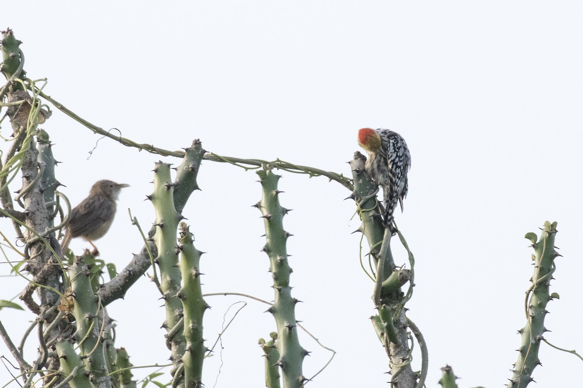 Yellow-crowned Woodpecker - ML624109464