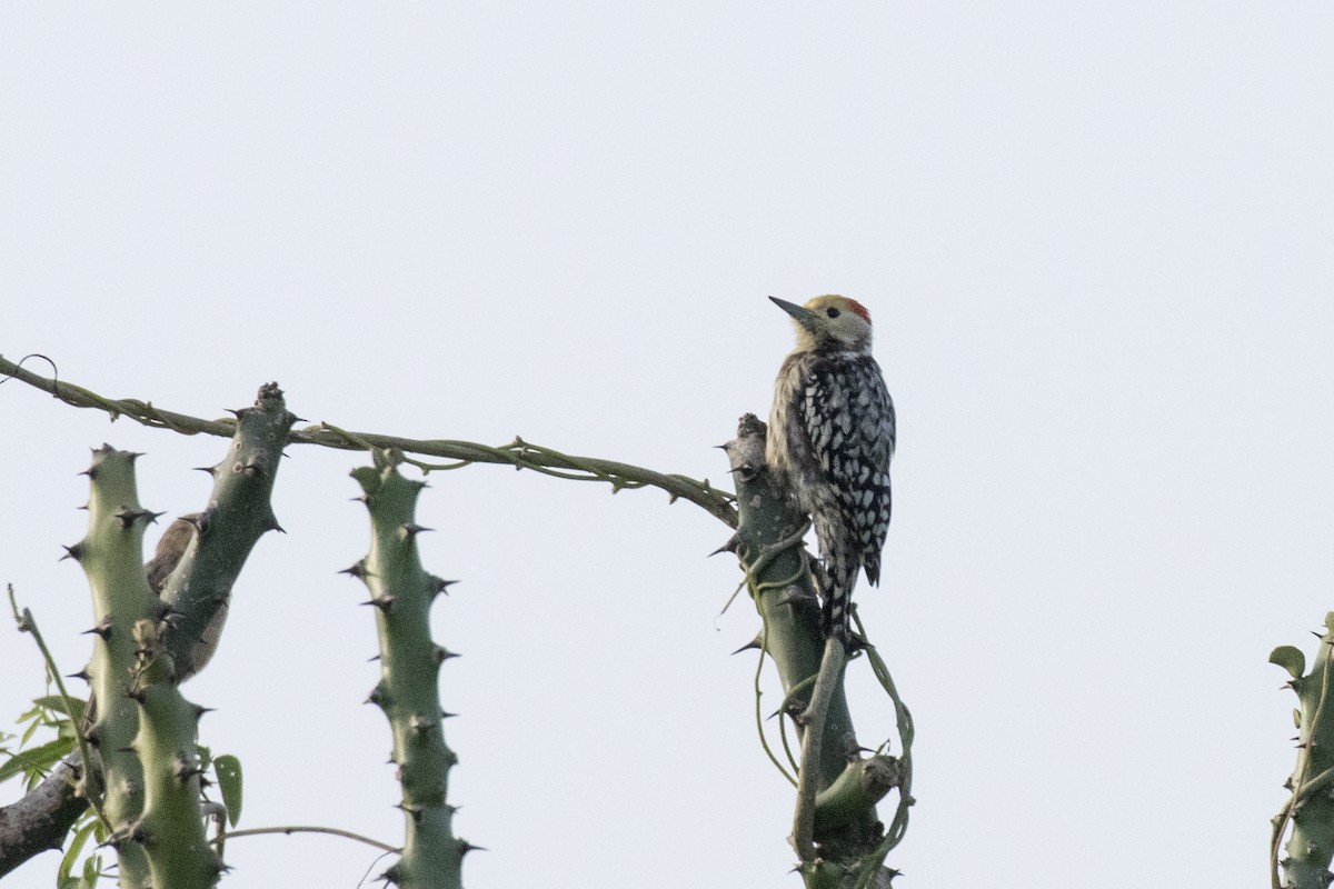 Yellow-crowned Woodpecker - ML624109465