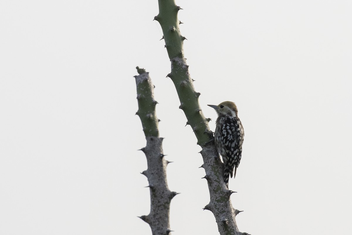 Yellow-crowned Woodpecker - ML624109466