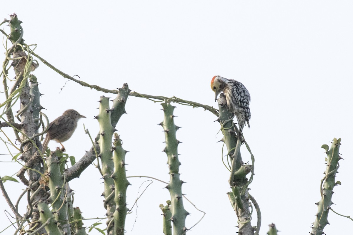 Yellow-crowned Woodpecker - ML624109468