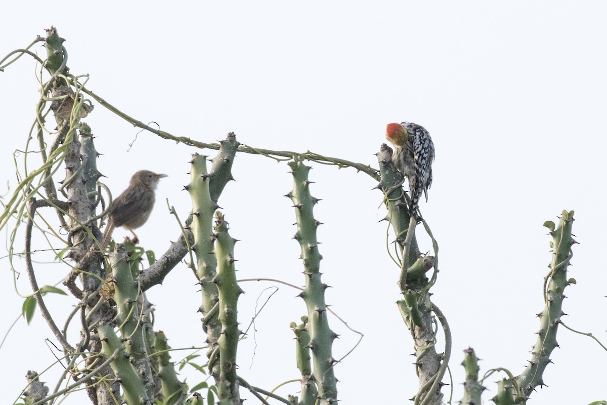 Yellow-crowned Woodpecker - ML624109469