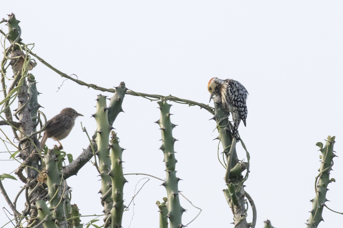 Yellow-crowned Woodpecker - ML624109470