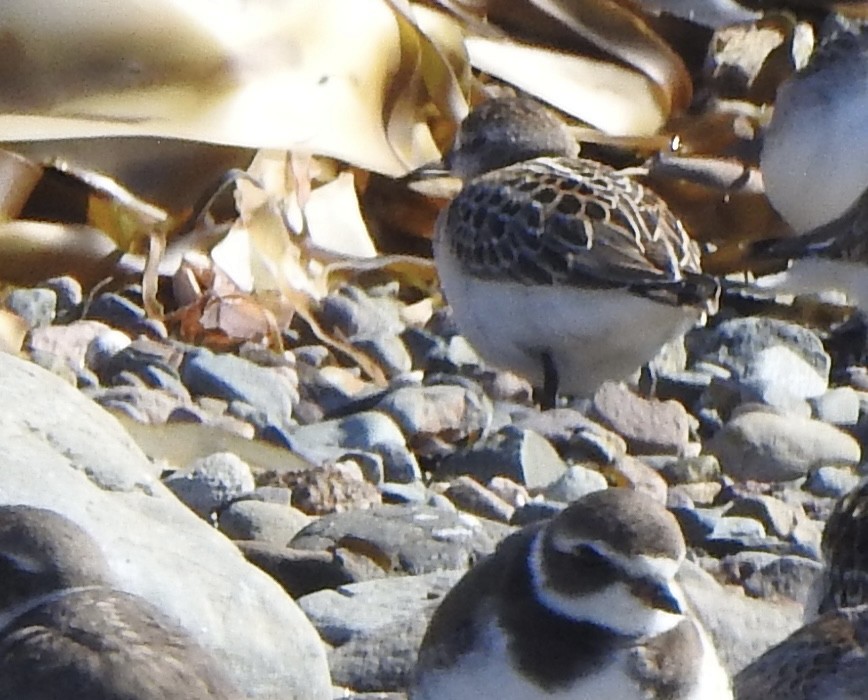 Semipalmated Sandpiper - ML624109472
