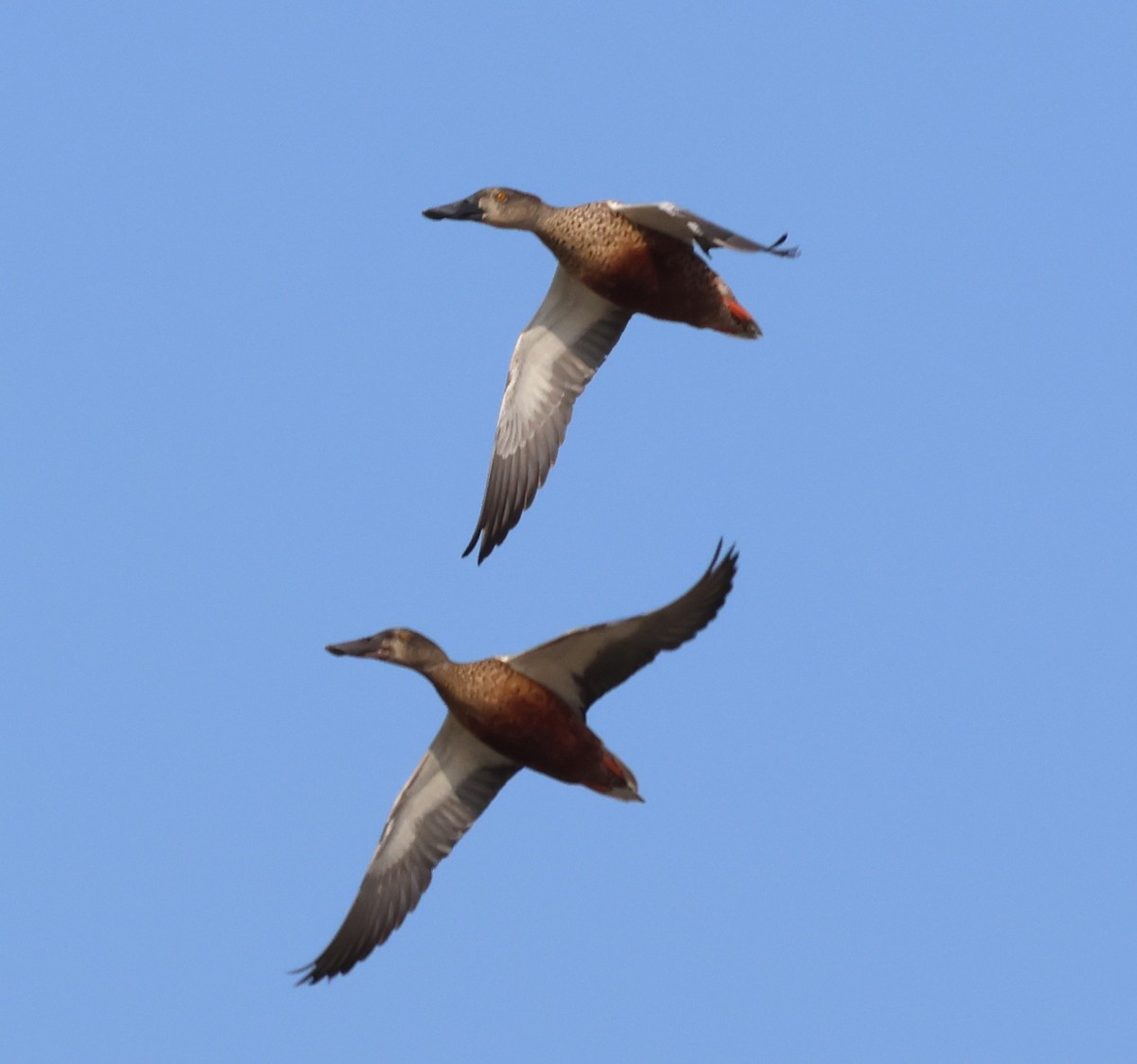 Northern Shoveler - ML624109481