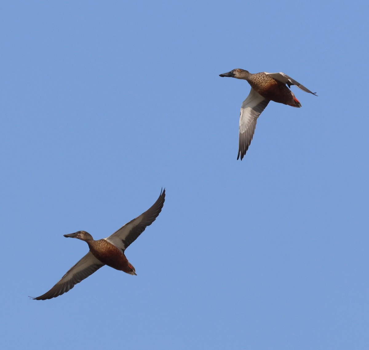 Northern Shoveler - ML624109482