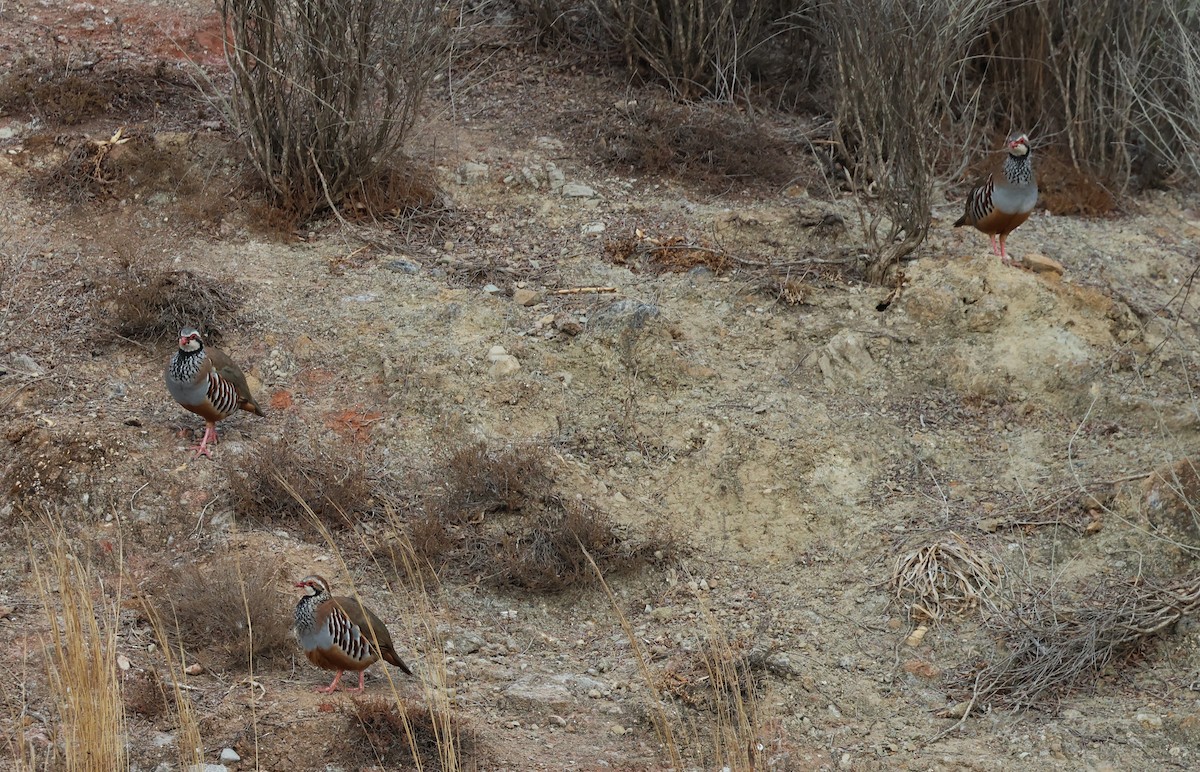 Red-legged Partridge - ML624109528