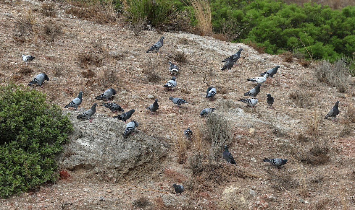 Rock Pigeon (Feral Pigeon) - ML624109529