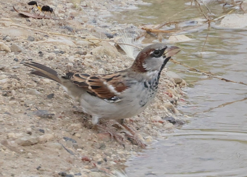 House Sparrow - ML624109575