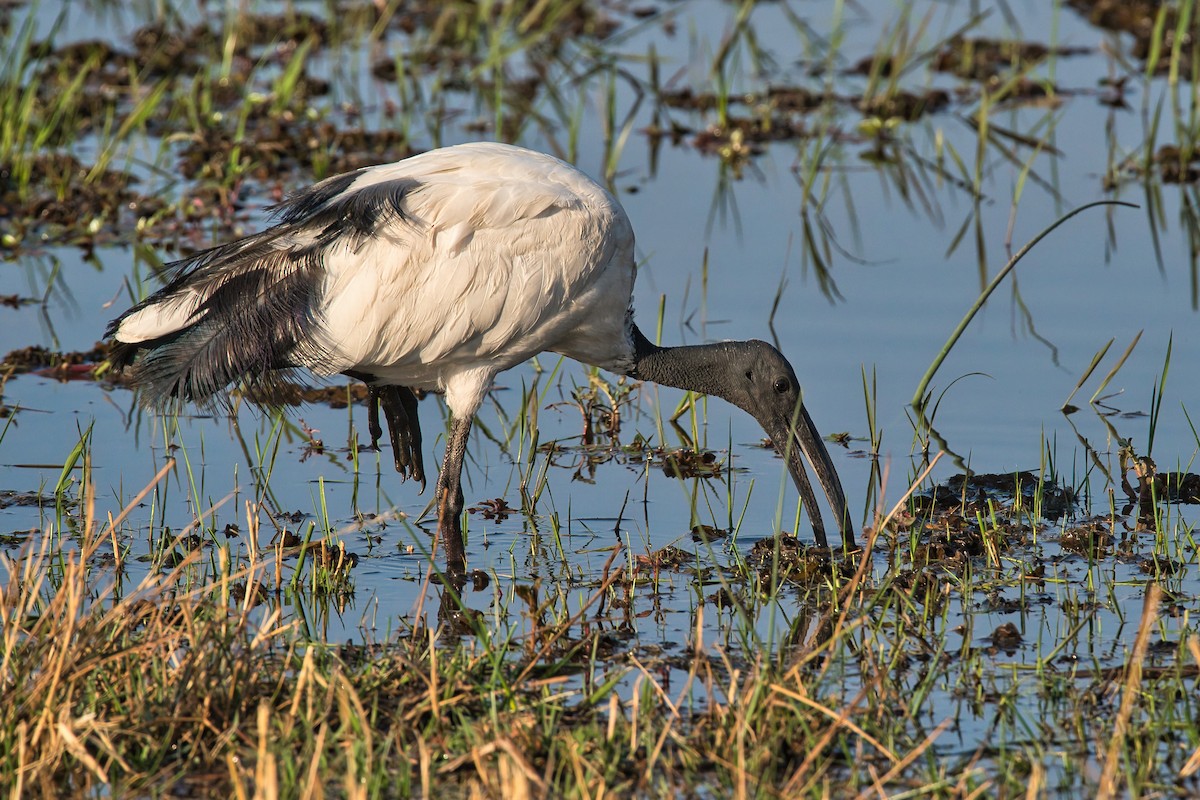 Ibis sacré - ML624109584