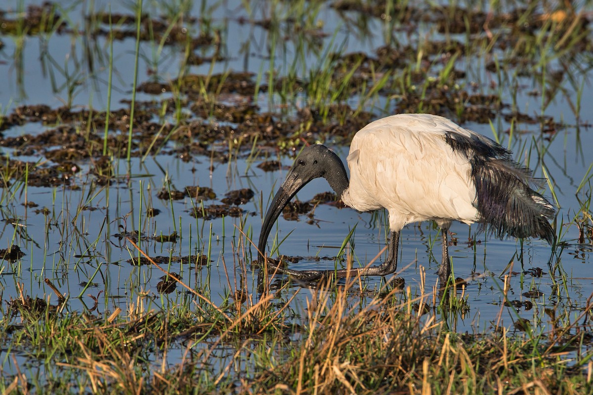 Ibis sacré - ML624109585