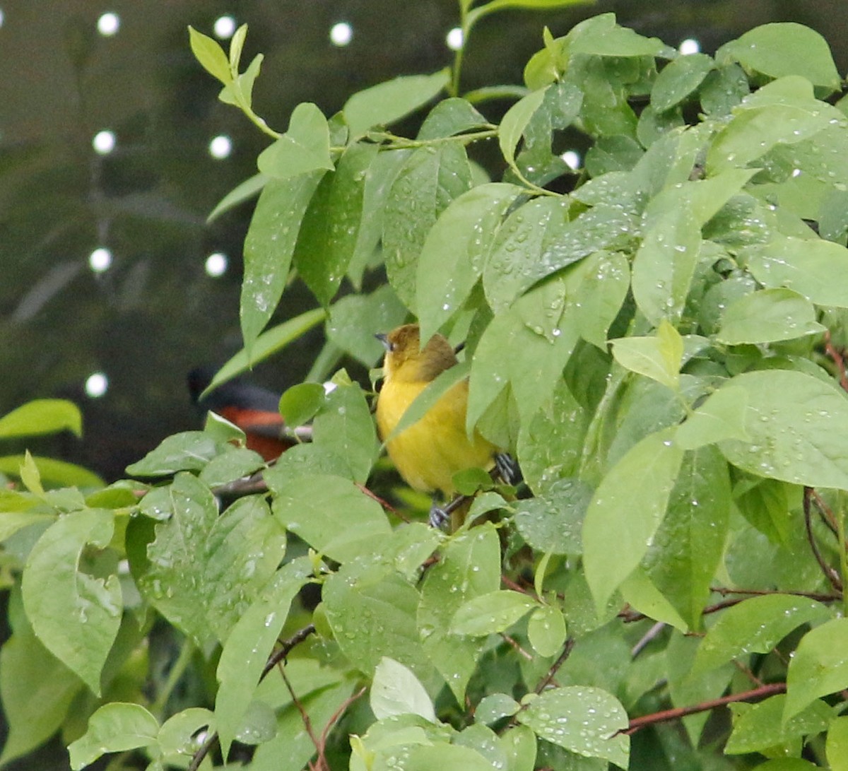 Orchard Oriole - ML624109615