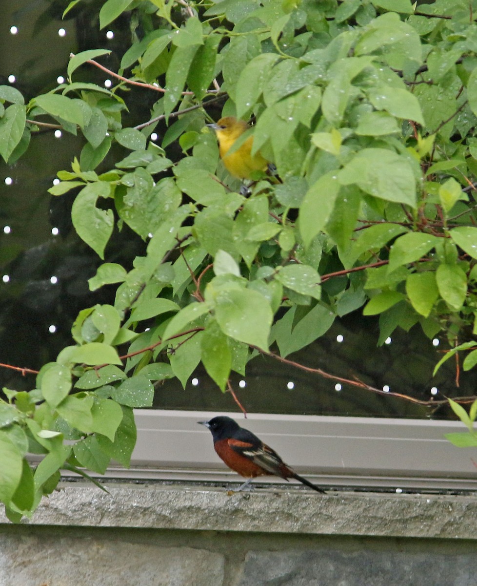 Orchard Oriole - ML624109616