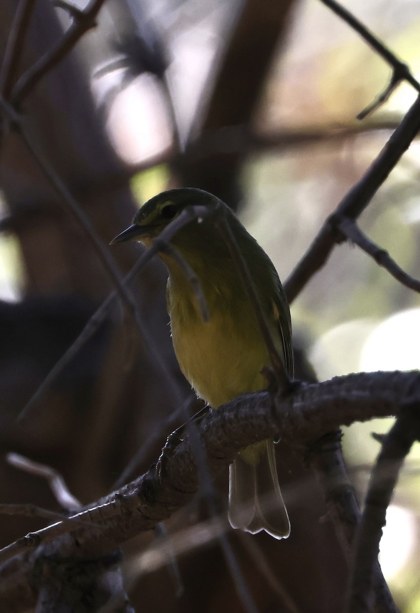 Orange-crowned Warbler - ML624109620