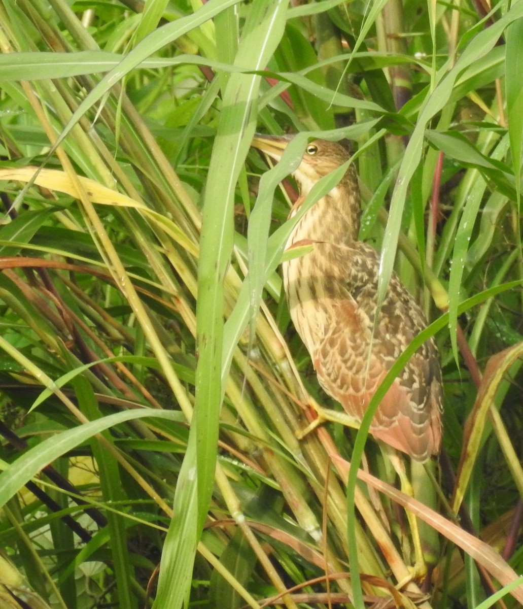 Cinnamon Bittern - ML624109622